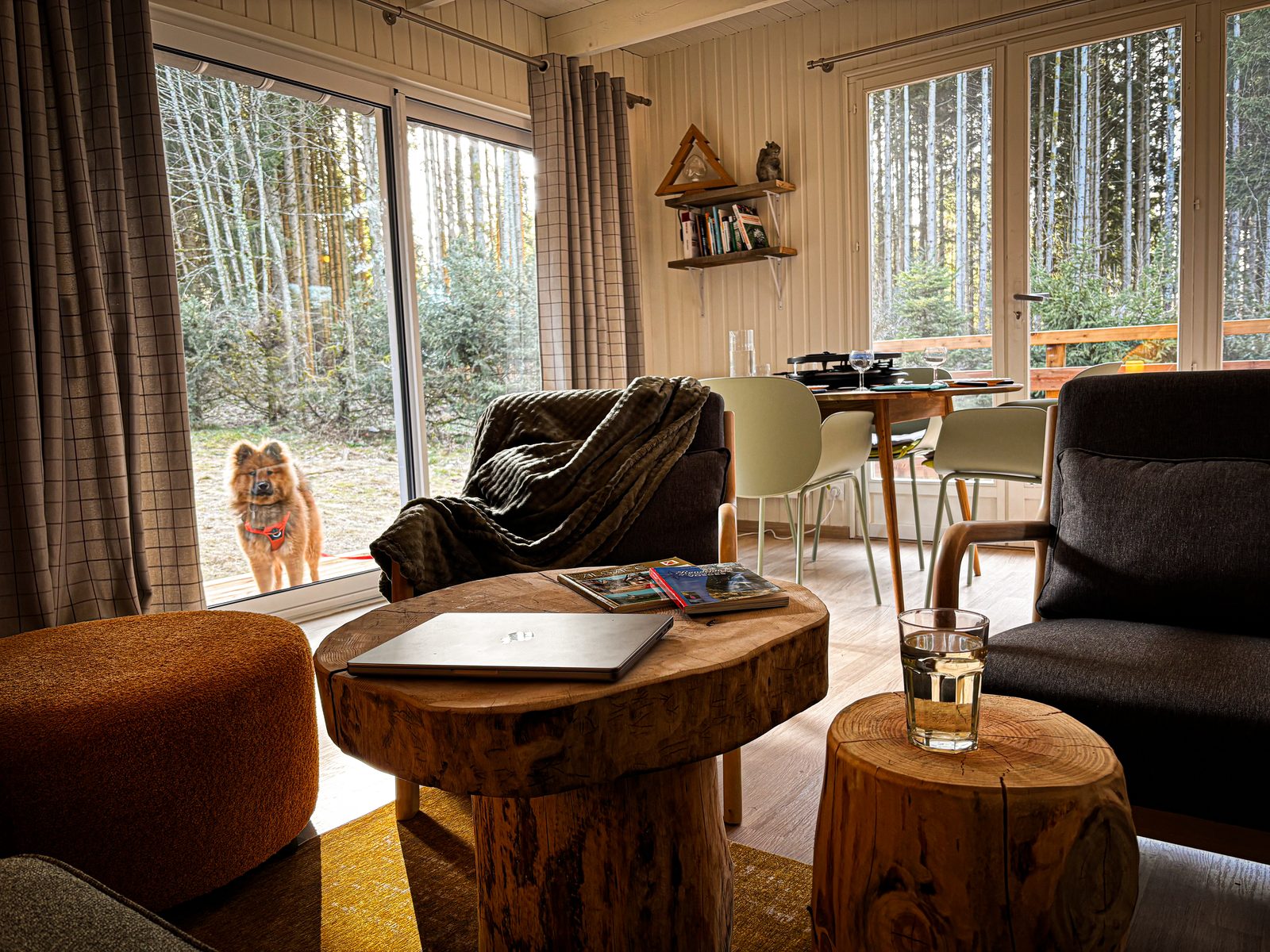 Aïko, l'Eurasier roux devant la baie vitrée du Chalet Aïko, Vosges