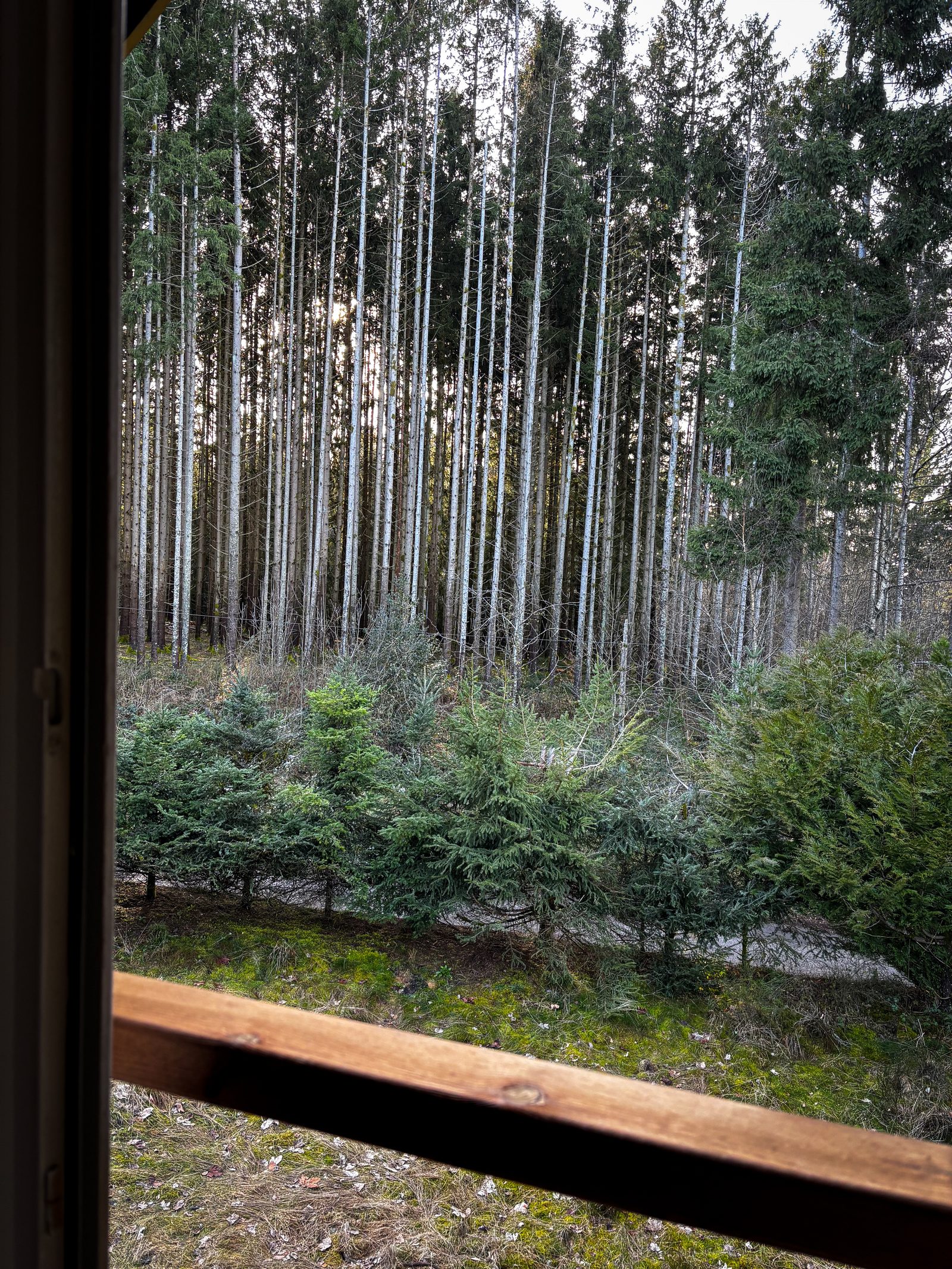 Vue forêt depuis le balcon de l'étage